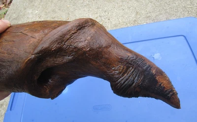 GIANT CLAW NATURAL DRIFTWOOD 31x5x5 Solid White Pine for Aquarium or Terrarium - Image 1 of 4