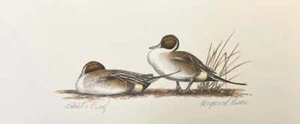 Maynard Reece - Pintails - RARE Hand-Colored A/P Lithograph - Signed - MINT - Bild 1 von 1