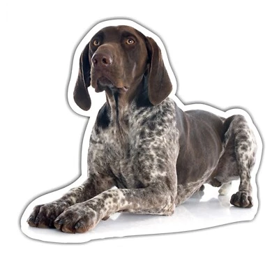 Deutsch Kurzhaar DK Auto Aufkleber Photo Hundeaufkleber Dekor Hund Folie Sticker - Bild 1 von 3