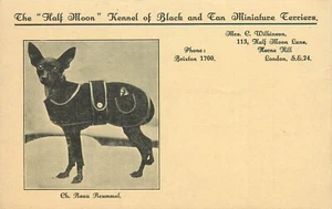Postkarte Halbmond Zwinger Black & Tan Miniatur Terrier London Ch. Beau Reummel - Bild 1 von 2