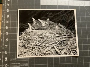Vintage Robin’s Bird Nest Foto, 8 x 10 Vintage Pressefoto, Küken im Nest, C - Bild 1 von 3