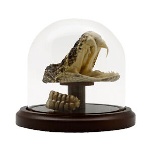 Real Taxidermy Eastern Diamondback Rattlesnake Head/Tail Rattle In Glass Display