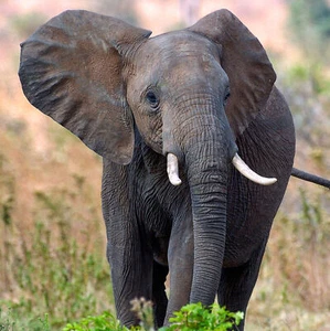 Elephant Sound Greeting Card Any Occasion Call Of The Wild Cards - Picture 1 of 3