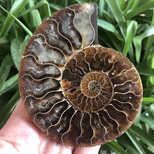 1pc Natural Crystal ammonite fossil conch specimen healing 150g+ - Picture 1 of 7