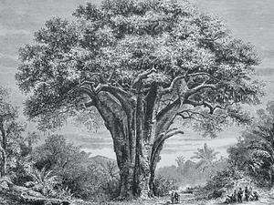 c1872 Antique Figuier Print BAOBAB TREE ADANSONIA GIGANTEA The Vegetable World - Picture 1 of 2