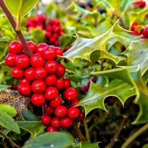 Ilex aquifolium 10 PCS fresh seeds, Holly seeds, Common holly, English holly - Picture 1 of 8