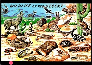 Postal Vida Silvestre del Desierto Vida Silvestre en Southwestern Desert Terrell - Imagen 1 de 2