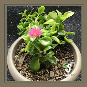 1 cutting tăiere corte taglio coupe APTENIA CORDIFOLIA succulent crasa succulext - Imagen 1 de 2