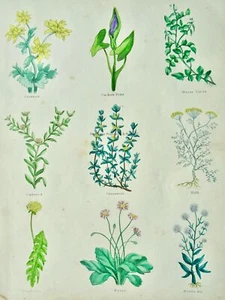 The Complete Herbal PLATE 6 Botanical illustration by Nicholas Culpeper c1850 - Picture 1 of 14