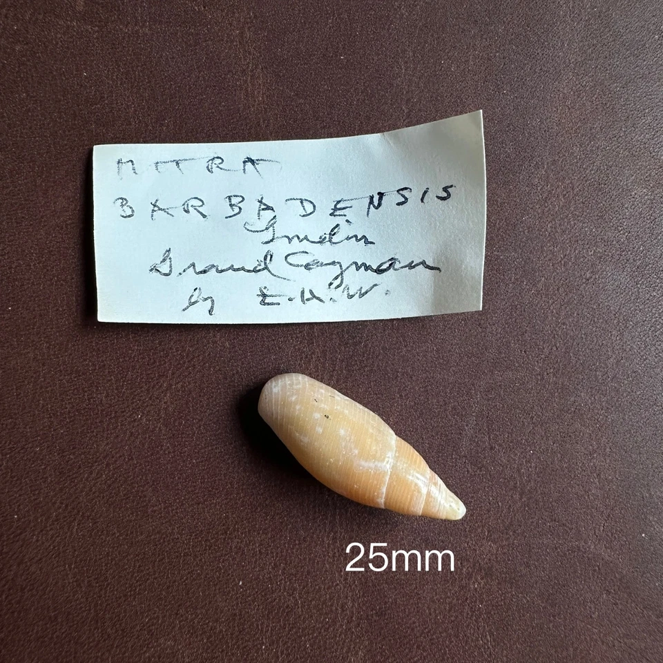 MITRA BARBADENSIS Shell Collection Foto 1 de 2