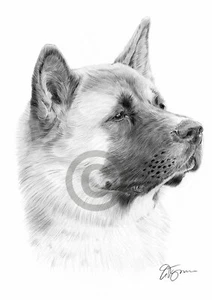 JAPANESE AKITA pencil drawing artwork print A4 / A3 UK artist art Pet Portrait - Picture 1 of 1