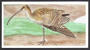 BROOKE BOND - A JOURNEY DOWNSTREAM - #22 THE CURLEW - Picture 1 of 2