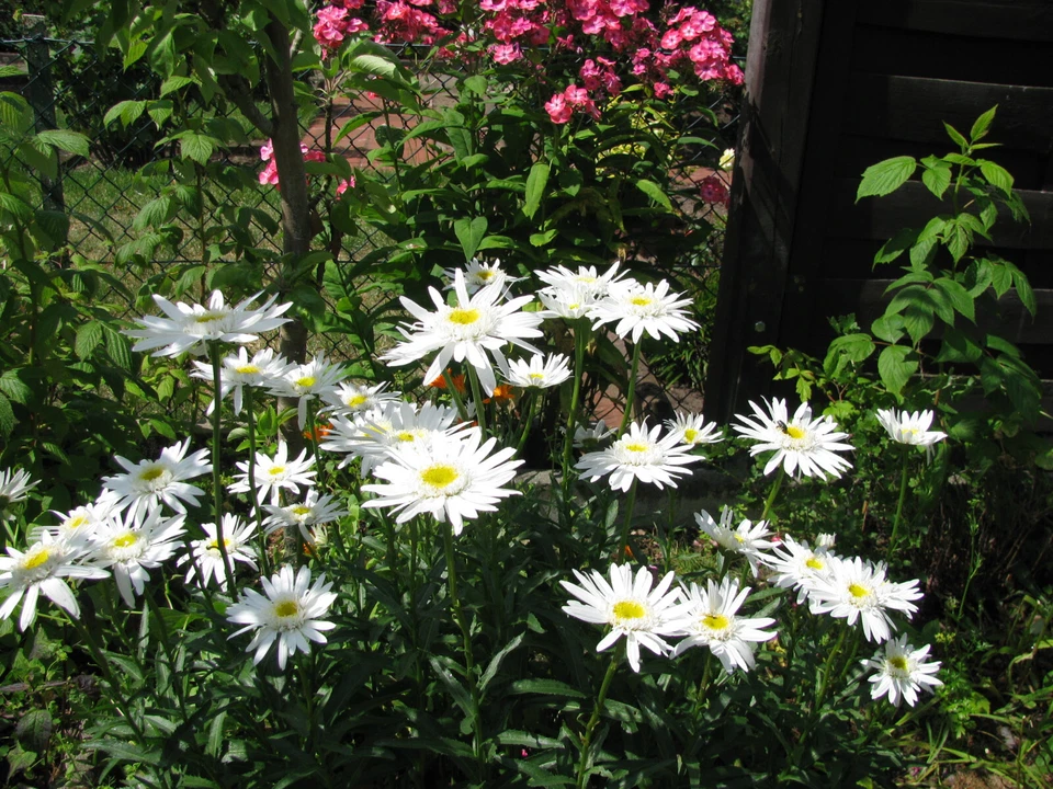 Groß Margerite Leucanthemum maximum Eisstern gefüllt 3 Pflanzen - Bild 1 von 1
