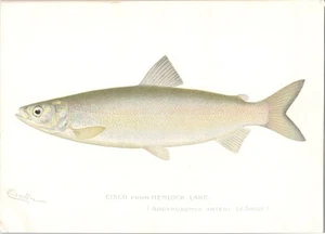 Antiguo S.F. original c 1900 Impresión de peces a color DENTON - Cisco de Hemlock Lake - Imagen 1 de 1