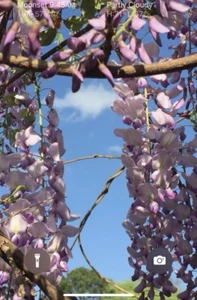 6 Live Chinese Wisteria Sinensis Cuttings 12” Potted Semi/Hardwood Unrooted 紫藤 - Picture 1 of 9
