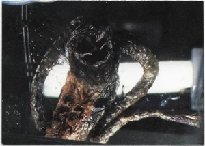 1995 Metro Goldwyn Mayer Pictures Base Card SPECIES ( # 81 ) - Picture 1 of 1