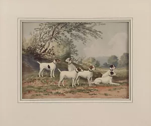 ALEXANDER PAPST JR Antik 19.Jh 1880 Chromolitho ZWINGER IMPORTIERTER FOXTERRIER - Bild 1 von 1