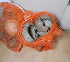 1,65 kg leere Kokosnussschalen gebrochen halbiert unbehandelt natürliches Handwerk