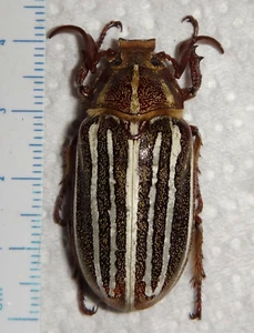 Escarabajo Scarabaeidae Melolonthinae MONSTRUO Polyphylla macho 38,1 mm Utah #55T - Imagen 1 de 4