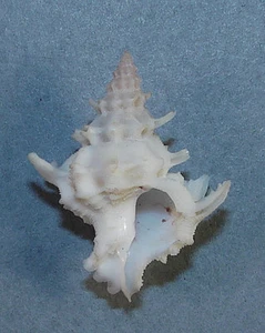 BABELOMUREX SPINOSUS 29.15mm BEAUTIFUL SPECIMEN Bohol, Philippines 2/1985 - Picture 1 of 2