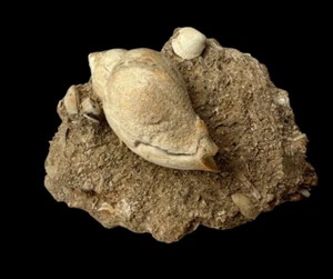 FOSSIL SHELL, LIRATOMINA ADELAIDENSIS, AUSTRALIA F654 - Bild 1 von 6