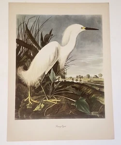 Vintage Audubon John James Birds of America Snowy Egret Lithograph Art Print - Picture 1 of 8