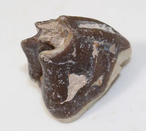 Rhino, Hyracodon nebrascensis, Tertiär, Oligozän, White River Fm, USA -a185 - Picture 1 of 6