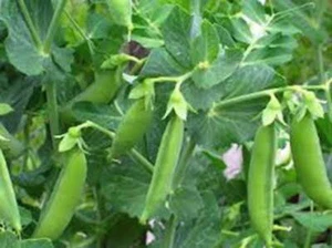 PEA SEED, SUGAR SNAP DADDY PEA, HEIRLOOM, NON GMO,  100+ SEEDS, PERFECT PEAS - Picture 1 of 1