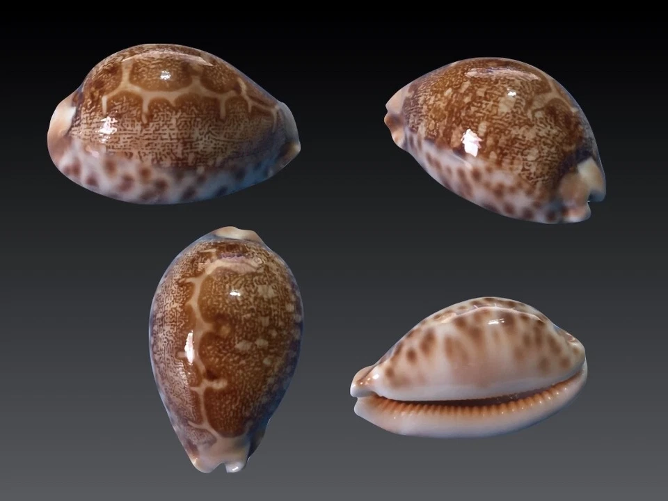 Cypraea geographica f. africola, Zanzibar Isl., Tanzania, 50,1 mm, VERY NICE Foto 1 de 1