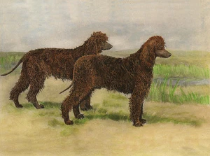 IRISH WATER SPANIEL CHARMING DOG GREETINGS NOTE CARD LOVELY DOGS IN RURAL SCENE - Photo 1/1