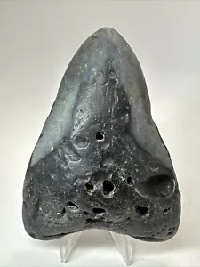 Megalodon Haizahn 4,76 Zoll - natürlich - schwarzes Fossil - echt - selten 18512 - Bild 1 von 8