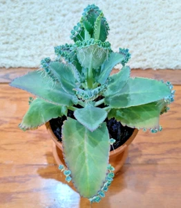 "Kalanchoe Laetivirens" Mexican Hat Plant/Mother of Thousands *QUICK SHIPPER* - Picture 1 of 29