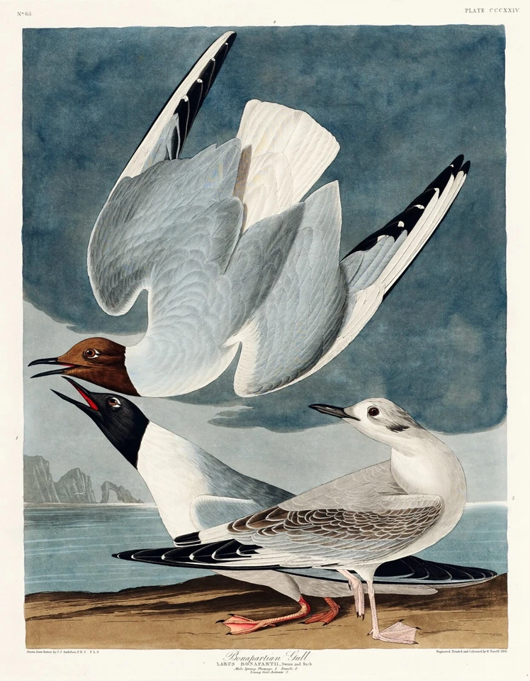 12187.Poster print or Canvas wall decor.Room art design.Audubon bird.Gulls - Image 1 of 1
