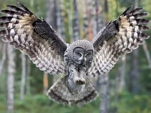 OWL 8X10 Photo Print - Imagen 1 de 1