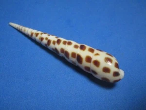 Terebra subulata (Linnaeus,1758) "DUNKLE FLECKEN!"  (77,5 mm) - Bild 1 von 5