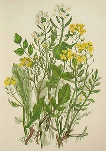 1898 ANTIKER DRUCK_CHROMOLITH-A.PRATT= PFLANZEN.BLUMEN = Teller # 24. - Bild 1 von 1