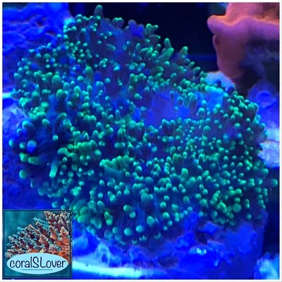 live coral Neon Green Hairy Mushroom "coralSLover"