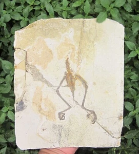 Mesozoic Cretaceous Period Jehol Biota Enantiornis BirdLeg Confuciusornis Fossil - Picture 1 of 19