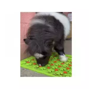 Schnüffel-Leckerli-Matte für Pferd, Pony, Esel und Shetland - stabiler Langeweilebrecher - Bild 1 von 4