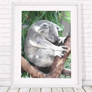 Koala - Australian Native Poster Picture Print Sizes A5 to A0 **FREE DELIVERY** - Bild 1 von 14