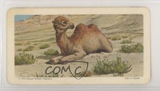 1967 Brooke Bond Red Rose Animals and Their Young Tea Camel Bactrian #40 1md
