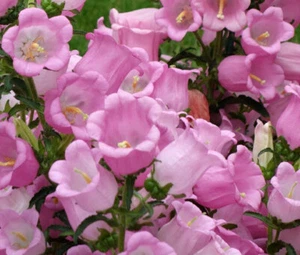300 seeds Pink Canterbury Bells +gift - Picture 1 of 6