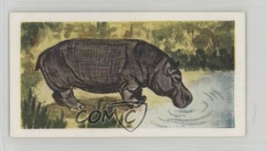 1954 Neilson's Chocolate Interesting Animals Hippopotamus #45 0j8f
