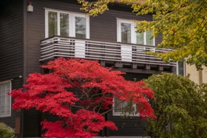 SAMEN Winterharter Gartenbaum FEUERAHORN buntes Herbstlaub Zierbaum Bonsai Ahorn - Bild 1 von 1