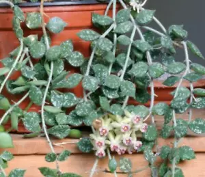 Hoya curtisii cutting - Picture 1 of 6