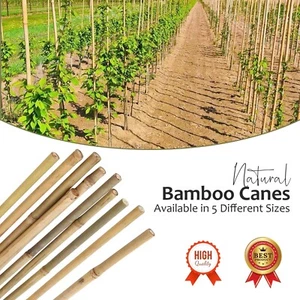 2ft -6Ft Thick Bamboo Canes Strong Heavy Duty Garden Sticks Thick Plants Support - Picture 1 of 54
