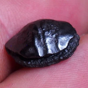 16 mm Brachiopode Ematite Devoniana Fossile Ammonite 1911 - Foto 1 di 23