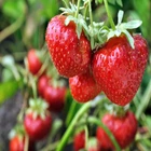 strawberry plants click here