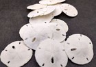 Florida Keyhole Sand Dollar Shells Mellita (10 sand dollars approx. 1+ inches)