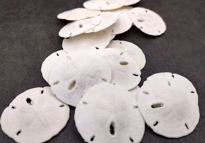 Florida Keyhole Sand Dollar Shells Mellita (10 sand dollars approx. 1+ inches) - Image 1 of 4